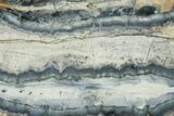Mammoth Molar Slice With Case - South Carolina #335169-2